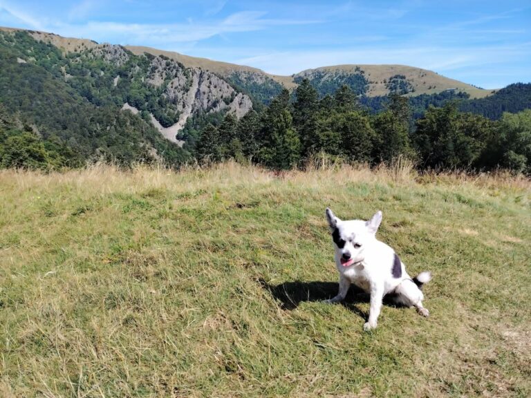 Très belle randonnée, au départ du Gaschney
