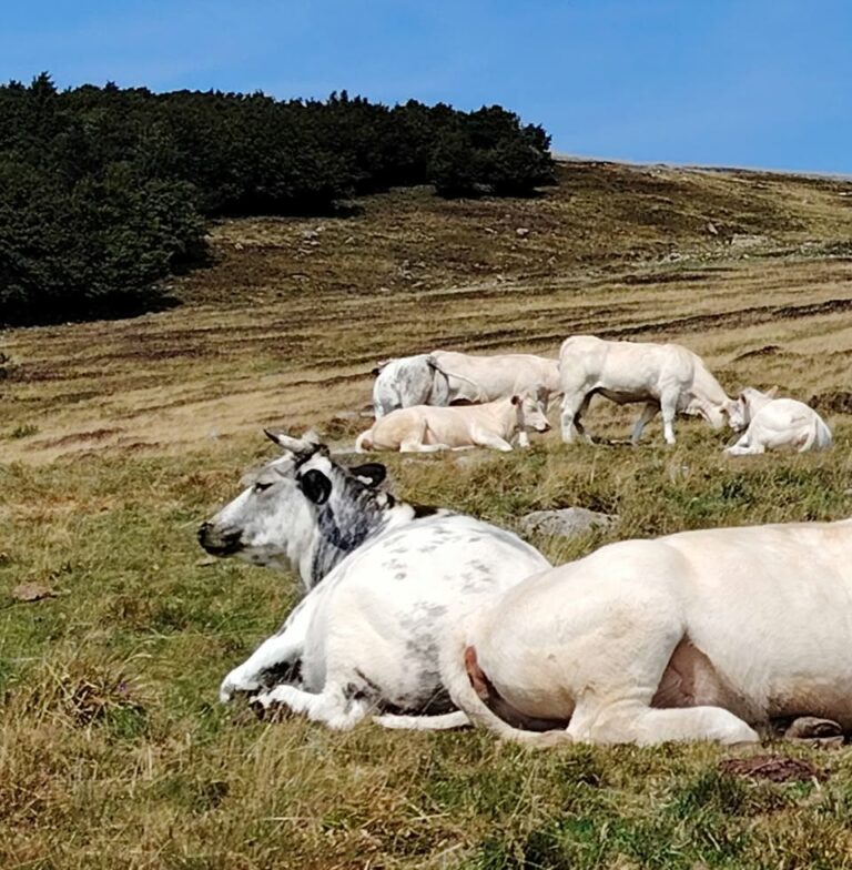 Très belle randonnée, au départ du Gaschney