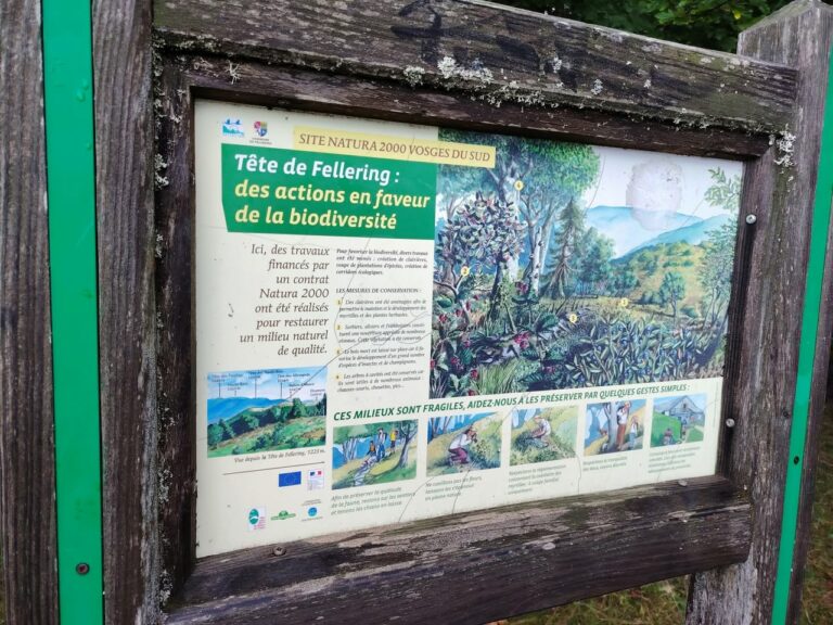 Randonnée au départ du Col de Bussang