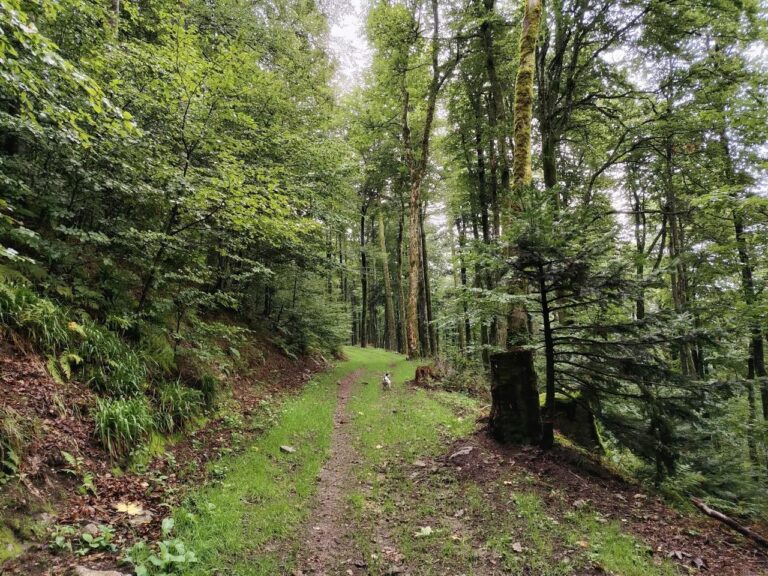 Randonnée au départ du Col de Bussang