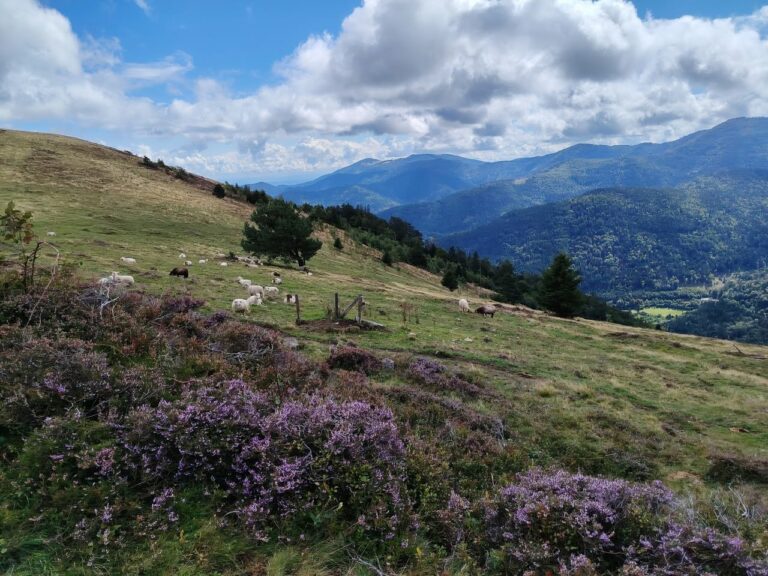 Randonnée au départ du Col de Bussang