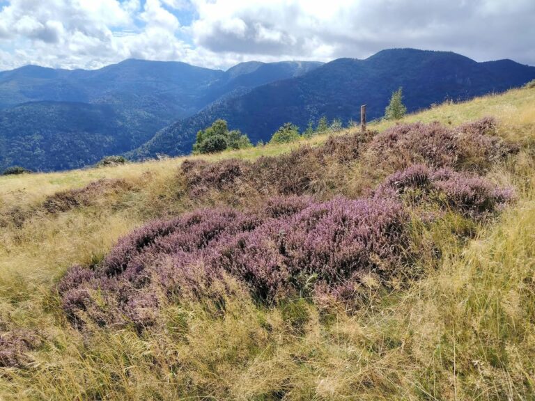 Randonnée au départ du Col de Bussang